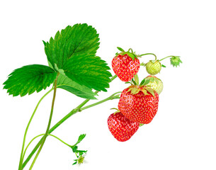 Strawberry plant with leaves, berries and flower, isolated on white background.