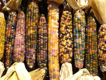 Horizontal Image Of A Collection Of Multicolored Cobs Of 'Glass Gem' Flint Corn (Zea Mays)