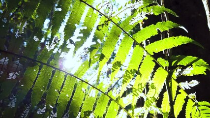 close view of a green forest fern and natural open areas with rays of sunlight behind. Nature video in 4K