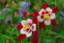 Beautiful Red Columbine Flowers