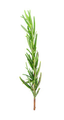 Wall Mural - Rosemary isolated on white background