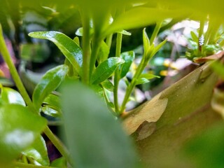 green leaves in the garden