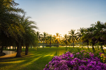 Poster - Green grass field with palm tree in Public Park