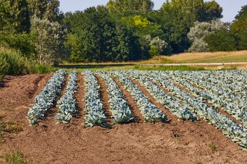 Agricultural field with rows of cabbage plants