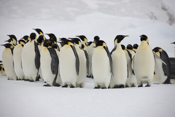 Antarctic group of emperor penguins close-up on a cloudy winter day