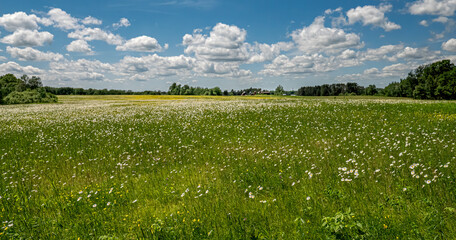 Wall Mural - A grand field of white and yellow flowers lay before a farmstead