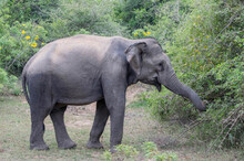 Wild Elephant Sri Lankan Yala Park