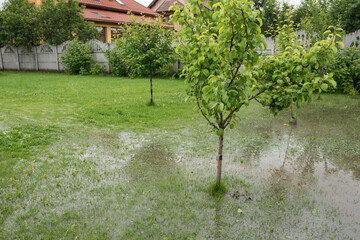 The garden and yard are flooded. Consequences of downpour, flood. Rainy summer, 2020. Ukraine