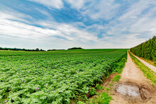 Dirt Trail Beside A Green Potato Crop With Small Purple Flowers, Cloudy Day In The Field With Blue Sky With Abundant Heavy White Clouds On The Horizon In Southern Limburg, The Netherlands Holland