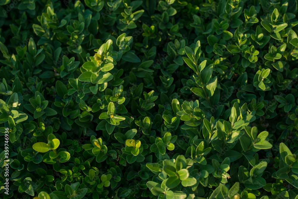 texture of the green bush of the park, closeup of bush leaves, top view ...