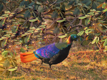A Monal Is A Bird Of Genus Lophophorus Of The Pheasant Family, Phasianidae