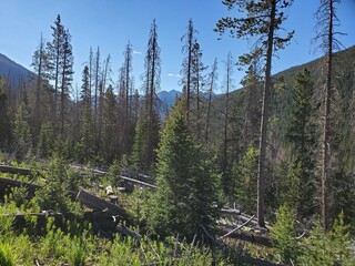 forest in the mountains