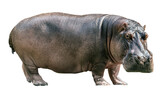 Fototapeta Most - Hippopotamus isolated on white background