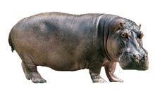 Hippopotamus Isolated On White Background