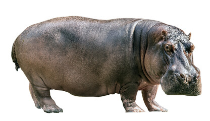 hippopotamus isolated on white background