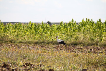 bird stork village rural natura plants