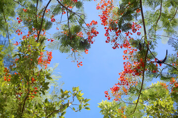 Low angle view of royal poinciana tree with red bouquet flower against clear blue sky