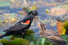 Male Red-winged Blackbird Feeding A Female While They Are Standing On Some Lily Pads With Blurry Vegetation Filled Water In The Background