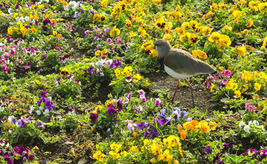 southern lapwing bird walking through a flower garden.