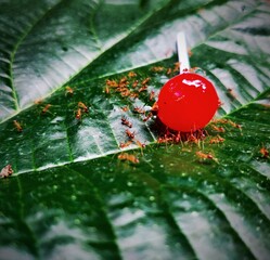 sweets are always favorites of ants