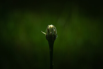 Poster - Flower bud. The concept of plants, fauna. Bringing nature to life, waking up at night.