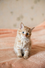 cat on the bed