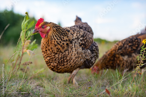 Fotografía The young speckled hen is lazily walking on the grass in the garden and foragin