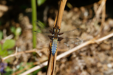 A Broad-bodied Chaser resting on a bracken stem.