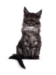  Majestic black smoke Maine Coon cat kitten, sitting up facing front. Looking towards camera with golden brown eyes. Isolated on white background.