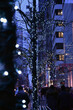 festive glowing lights threaded through trees on a blue and dusky city street in the early winter