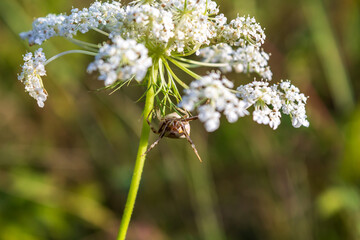 Canvas Print - bug on a flower