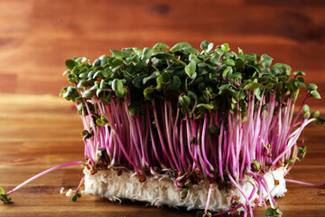 Microgreen kress, pink radish sprouts on background, vegan, vegetarian, healthy eating concept