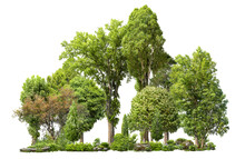 Cutout Tree Line. Forest And Green Foliage In Summer. Row Of Trees And Shrubs Isolated On White Background. Forest Scape. High Quality Clipping Mask .
