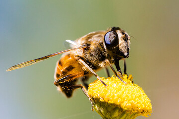 bee on yellow flower