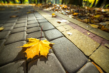 Close Up Of Big Yellow Maple Leaves Laying On Pedestrian Sidewalk In Autumn Park.