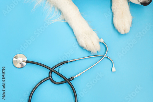 Obraz Dibond Puppy dog border collie paws and stethoscope isolated on blue background. Little dog on reception at veterinary doctor in vet clinic. Pet health care and animals concept