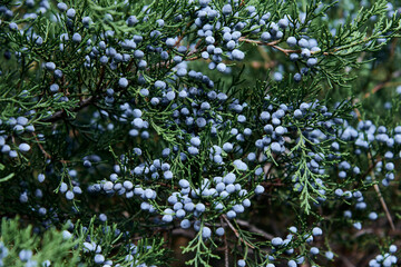 nature, ecology and healthy food concept - close up of a juniper bush with berries