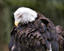 Bald Eagle Photos. Pictures. Image. Portrait. Head Close-up. Looking Towards The Ground. Blur Background.