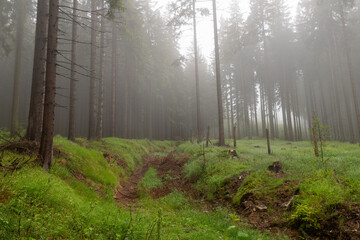 Misty forest in the mountains. Spruces growing in mountainous terrain,