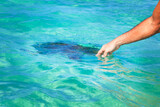 Fototapeta Łazienka - A man's hand touches a sea turtle in the ocean. Concept danger of touching wild animals.