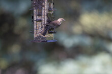 A Brown-headed Cowbird At A Feeder In Muskoka With A Large Area Of Blurred Natural Background