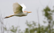 The cattle egret in flight at Brazos band state park, Texas
