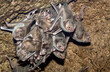 The colony of  Common vampire bats, Desmodus rotundus in the cave