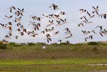 The Flock Of American Avosets, Texas, Galveston