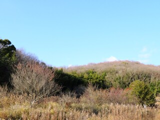 日本の田舎の風景　2月　山の木々と青空