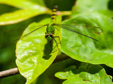 Dragonfly - Eastern Pondhawk On A Leaf