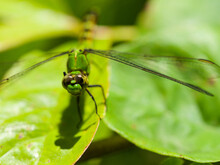 Dragonfly - Eastern Pondhawk