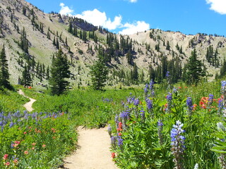 Lake Mary trail with spring wildflowers, Wasatch Mountains, Utah