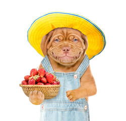 Poster - Smiling puppy farmer wearing overalls and summer hat holds basket of strawberries. isolated on white background