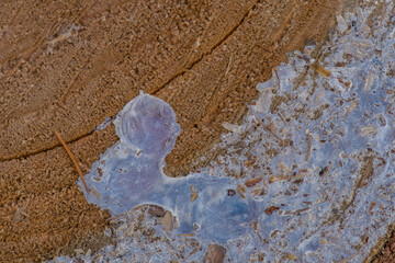 White resin on tree trunk